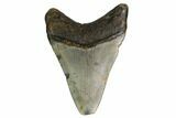 Bargain, Fossil Megalodon Tooth - North Carolina #152998-1